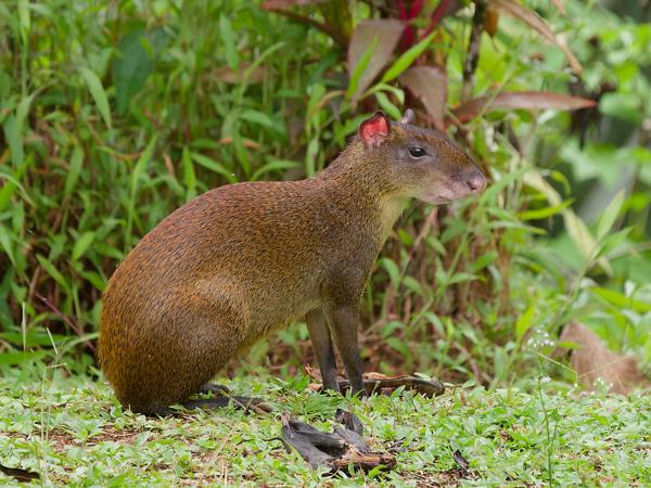 <h3><a href="/trips/costa-rica/biota/animalia/chordata/mammalia/rodentia/dasyproctidae/dasyprocta punctata/dasyprocta punctata-nl.html">Dasyprocta&nbsp;punctata</a> / Central&nbsp;american&nbsp;agouti / Midden‑amerikaanse&nbsp;agoeti</h3>OM-1 Mark II met OLYMPUS M.150-400mm F4.5, 1/640 sec  bij F4.5, ISO 1000, afstand 24.0&nbsp;m